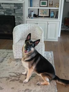 540984114_3838069859816600_8082311868099094906_n (1) Ronn Eastons service dog Bandit